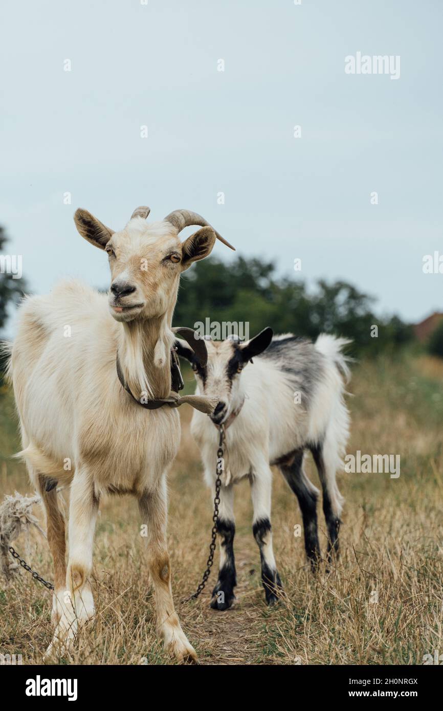 Beautiful white mother goat with her kid tied on the rope in the steppe ...