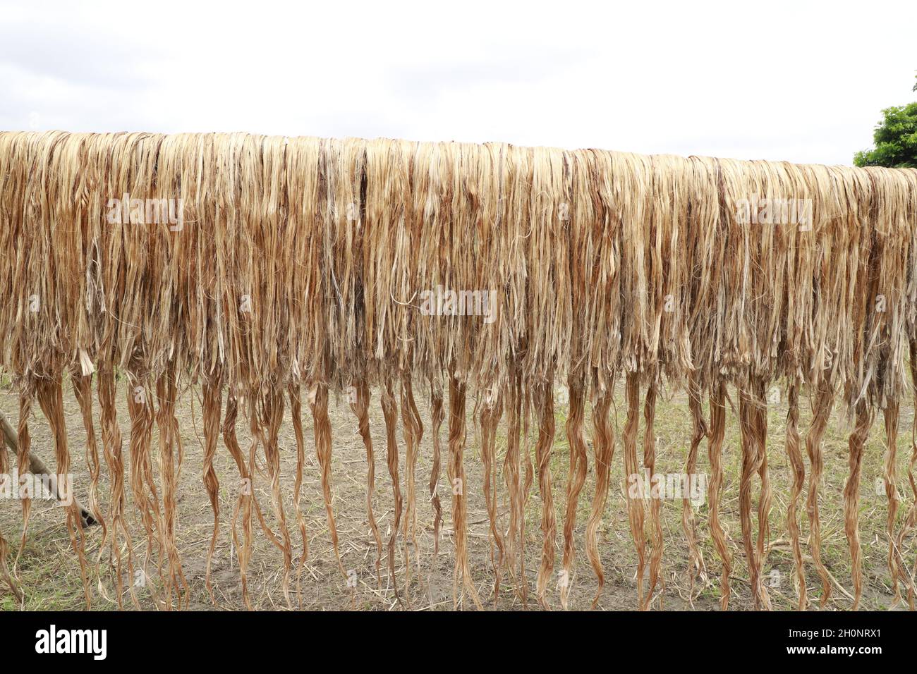 Raw jute fiber hanging under the sun for drying Stock Photo Alamy