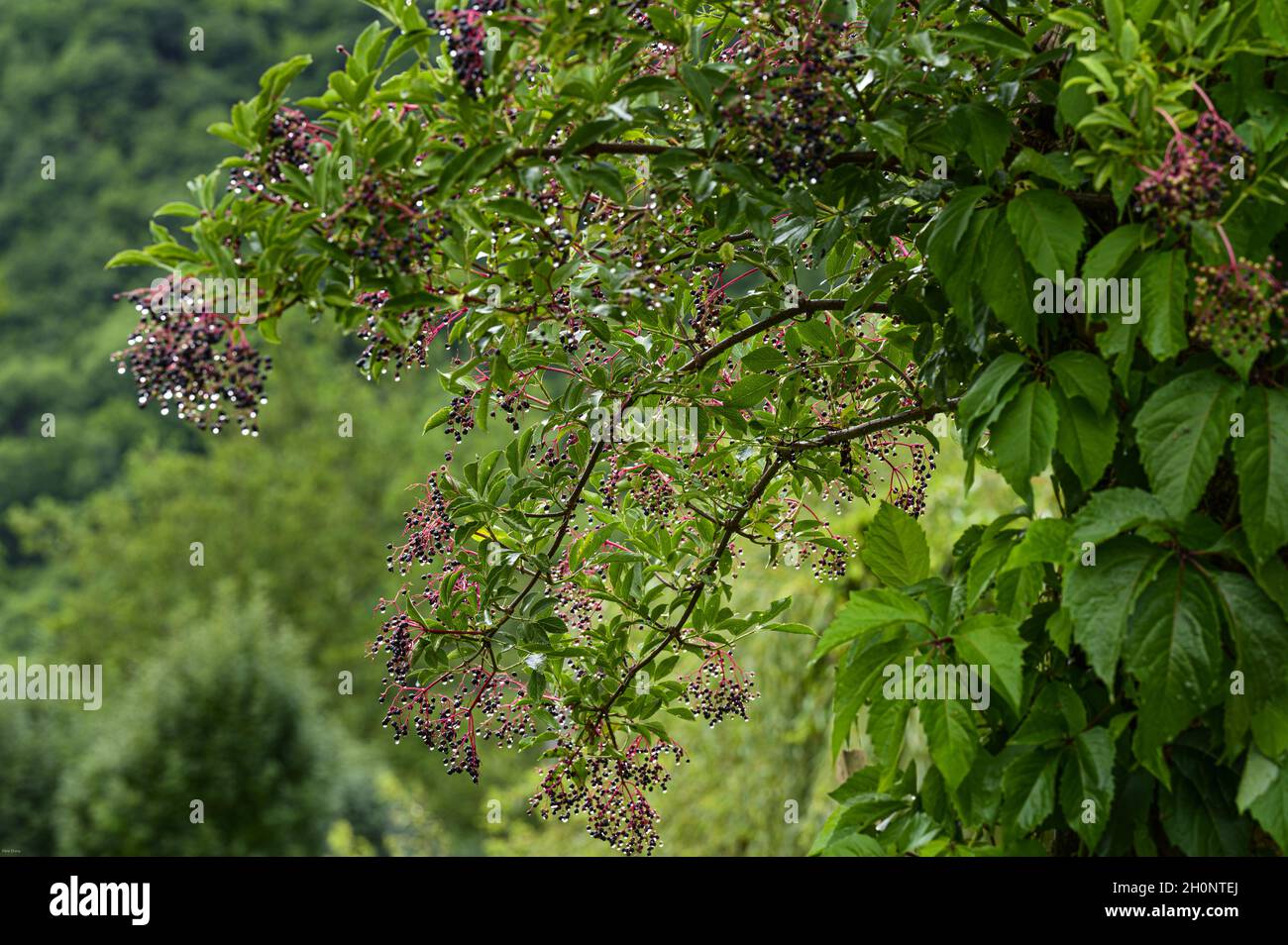 Sambucus nigra in a garden spring hi-res stock photography and images ...