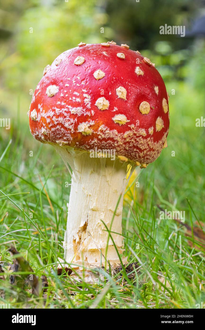 Amanita Persicina, Muscaria, Fly Agaric Mushroom Stock Photo