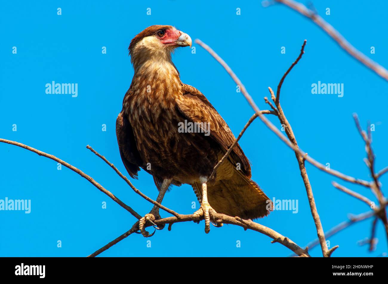 Carcará bird of prey on the top of a tree, Pantanal, Mato Grosso, Brazil Stock Photo