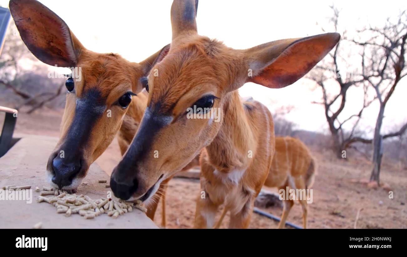 A close-up on the heads of babies deer Stock Photo