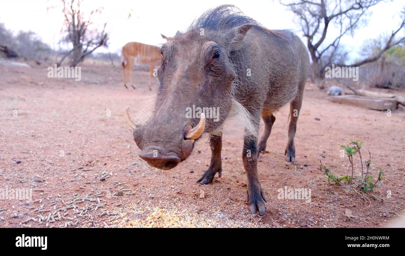 A photo of a warthog Stock Photo