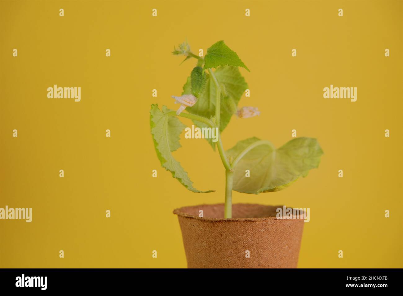 Growing cucumbers. Growing seedlings. Cucumber seedling on yellow
