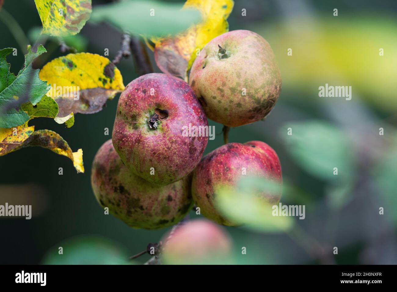 Sooty Blotch (Schizothyrium pomi) and Apple Scab (Venturia inaequalis) on Apples, Autumn Stock Photo