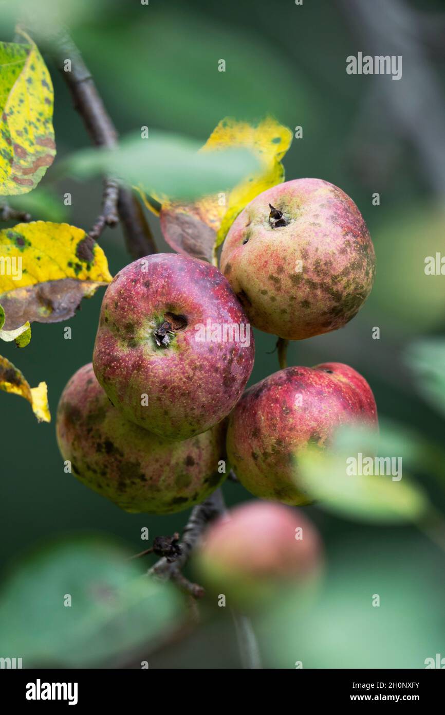 Sooty Blotch (Schizothyrium pomi) and Apple Scab (Venturia inaequalis) on Apples, Autumn Stock Photo