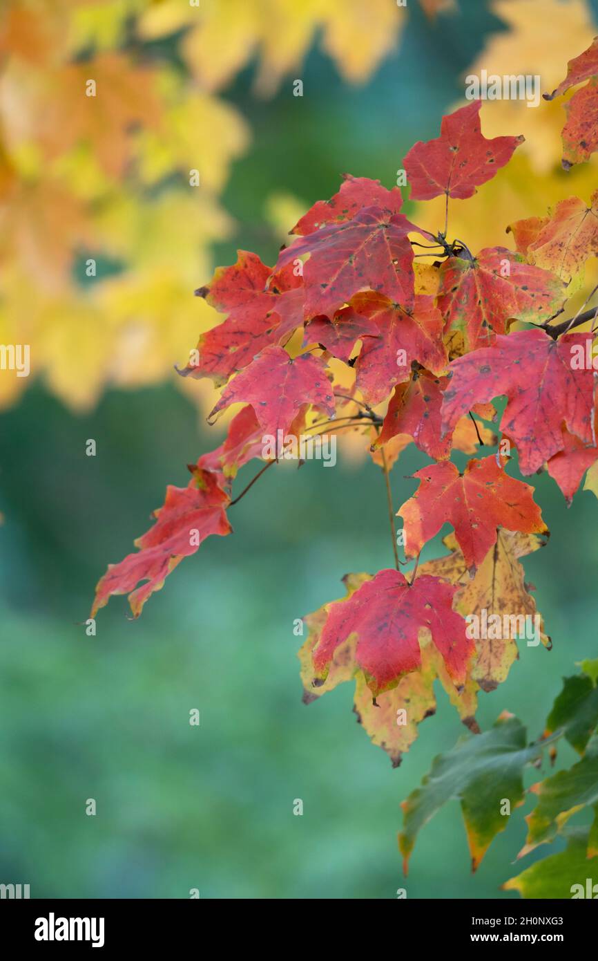 Autumn, Fall Colors Maple Leaves Stock Photo