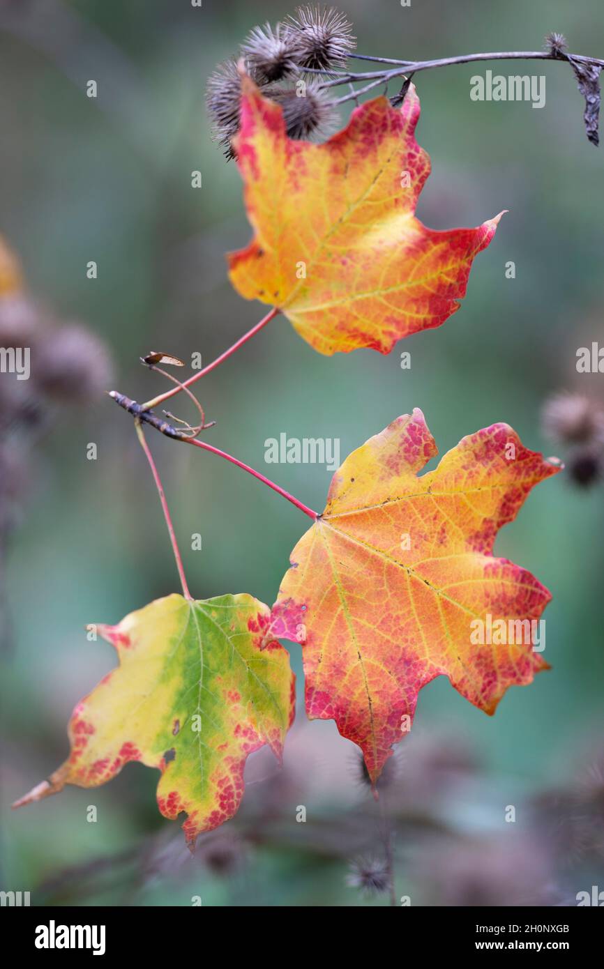 Autumn, Fall Colors Maple Leaves Stock Photo