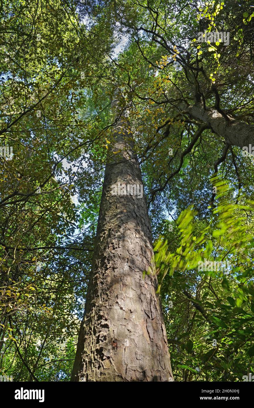 Giant Kahikatea Tree, also called White Pine, in Deans Bush, Canterbury, New Zealand Stock Photo