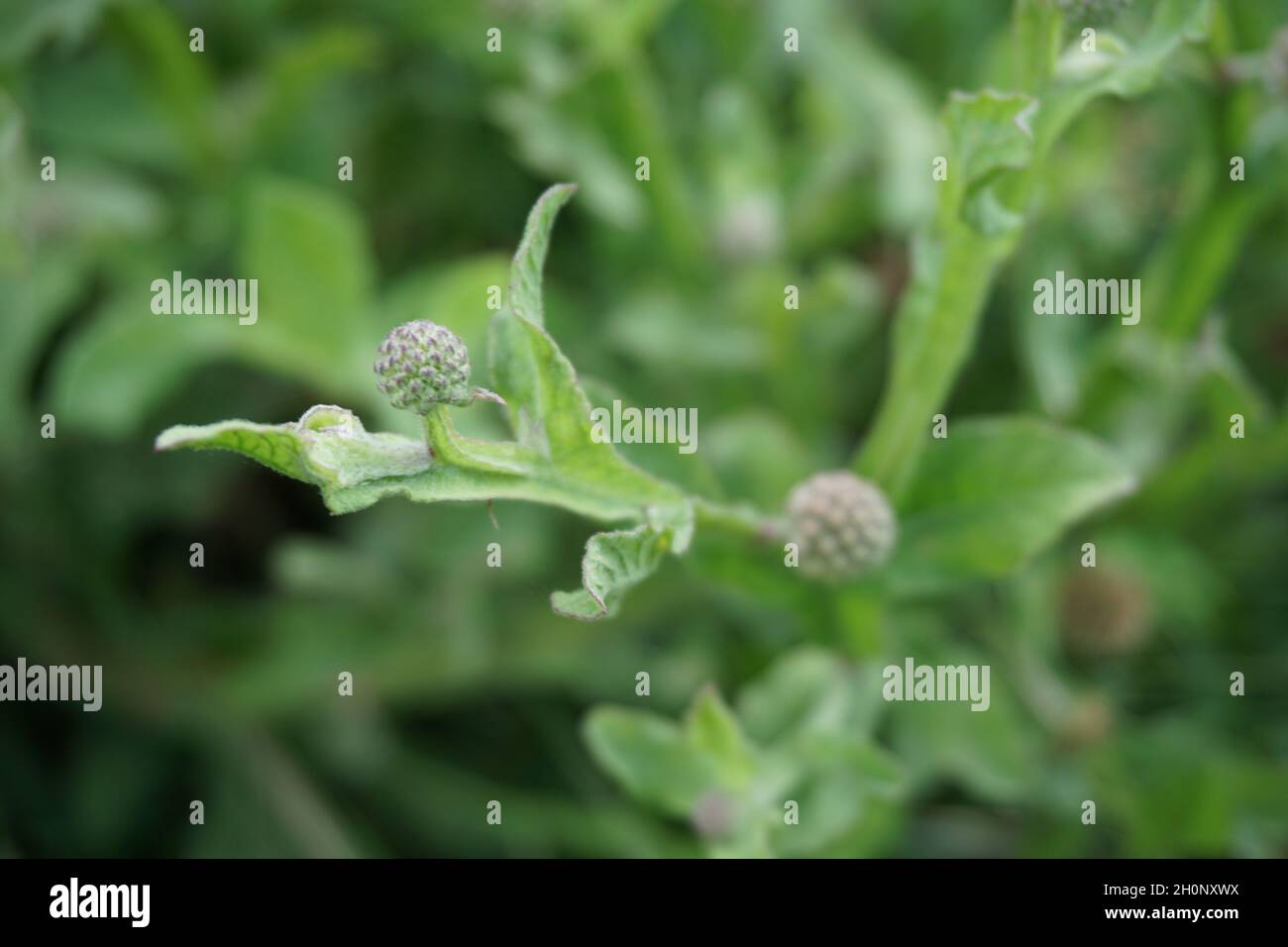 Chrysanthemum balsamita with a natural background. Traditional medicine