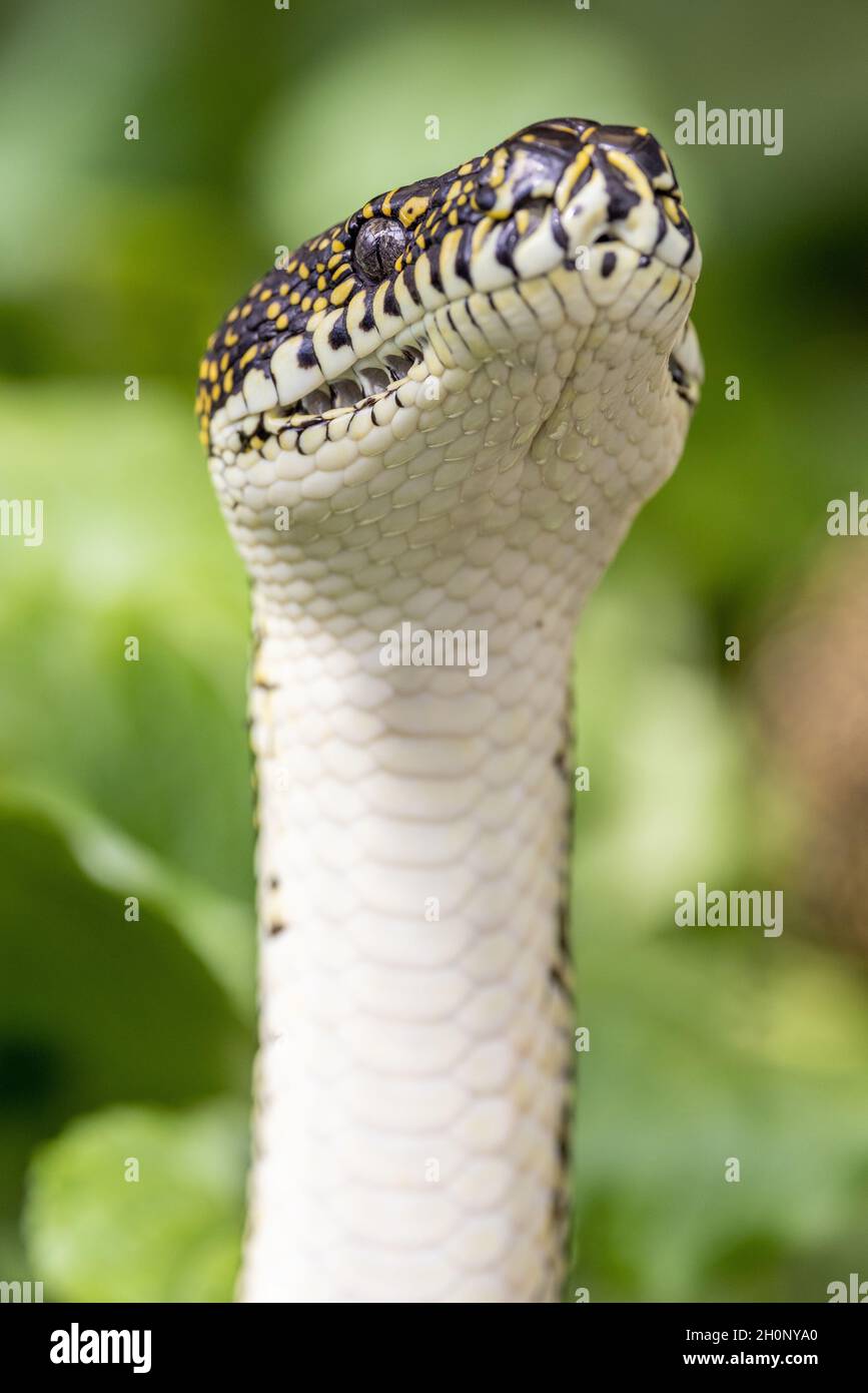Australian Diamond Python with head raised showing scalation and labial ...