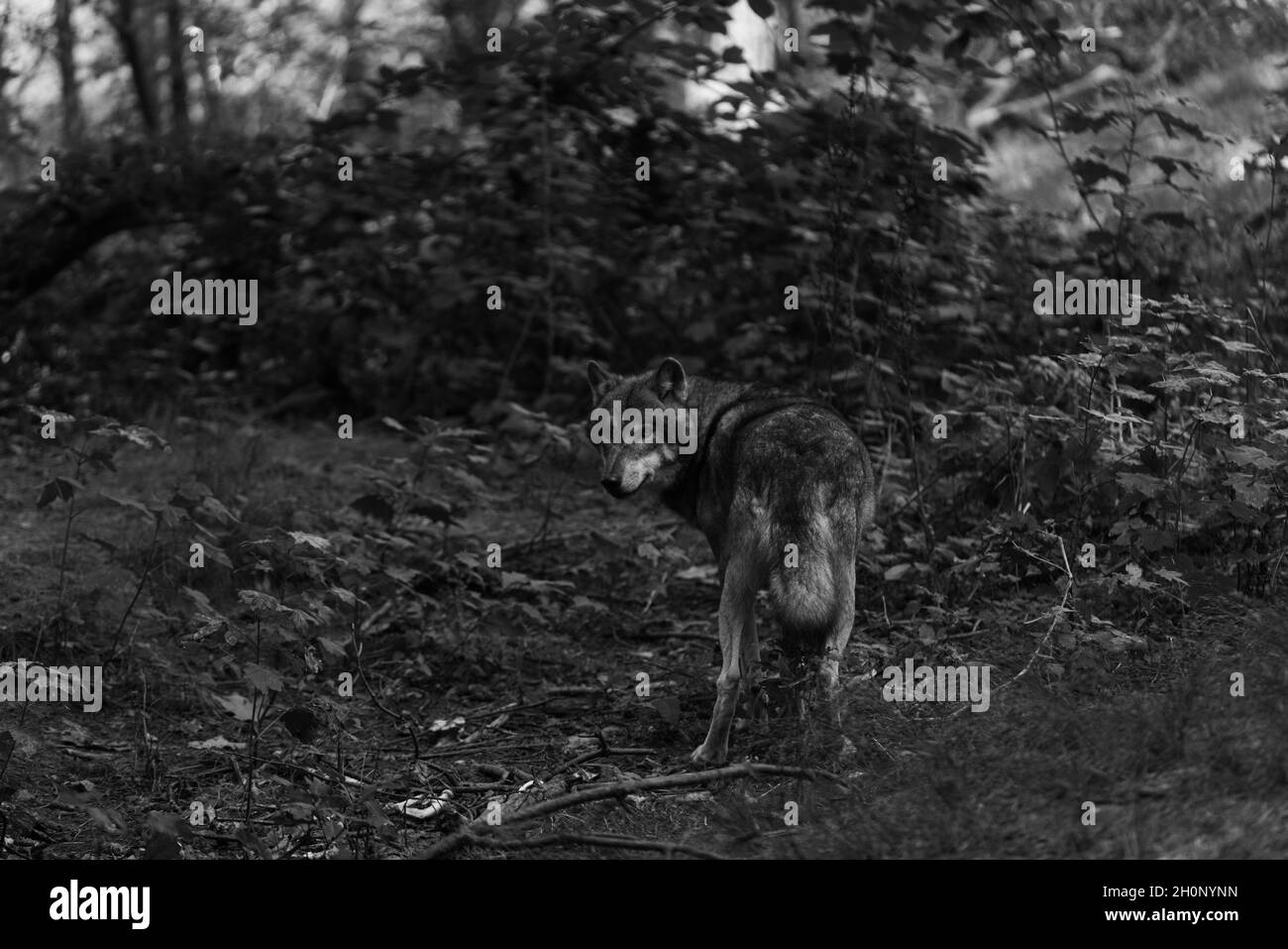 Grayscale shot of a wolf lurking in a forest Stock Photo