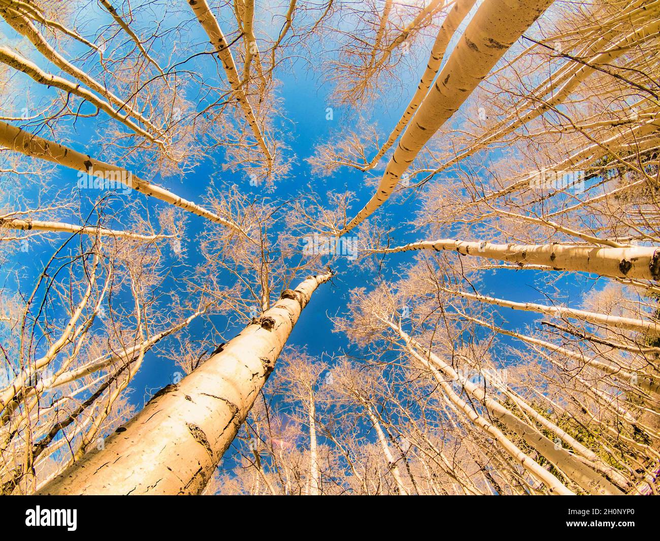 Low angle shot of trees in the forest under a blue sky Stock Photo - Alamy
