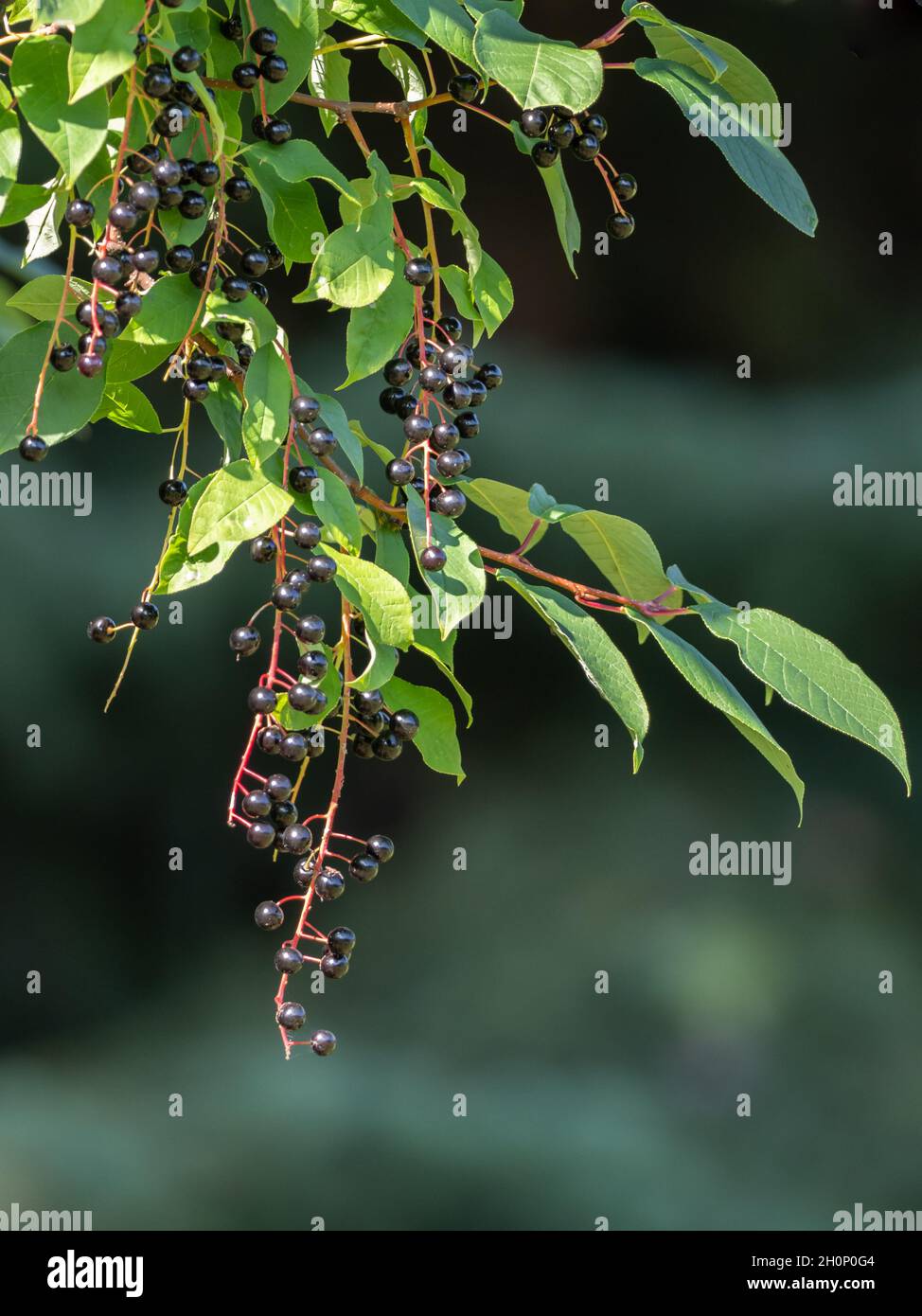 Ripe Chokecherries Hanging from the Tree Stock Photo
