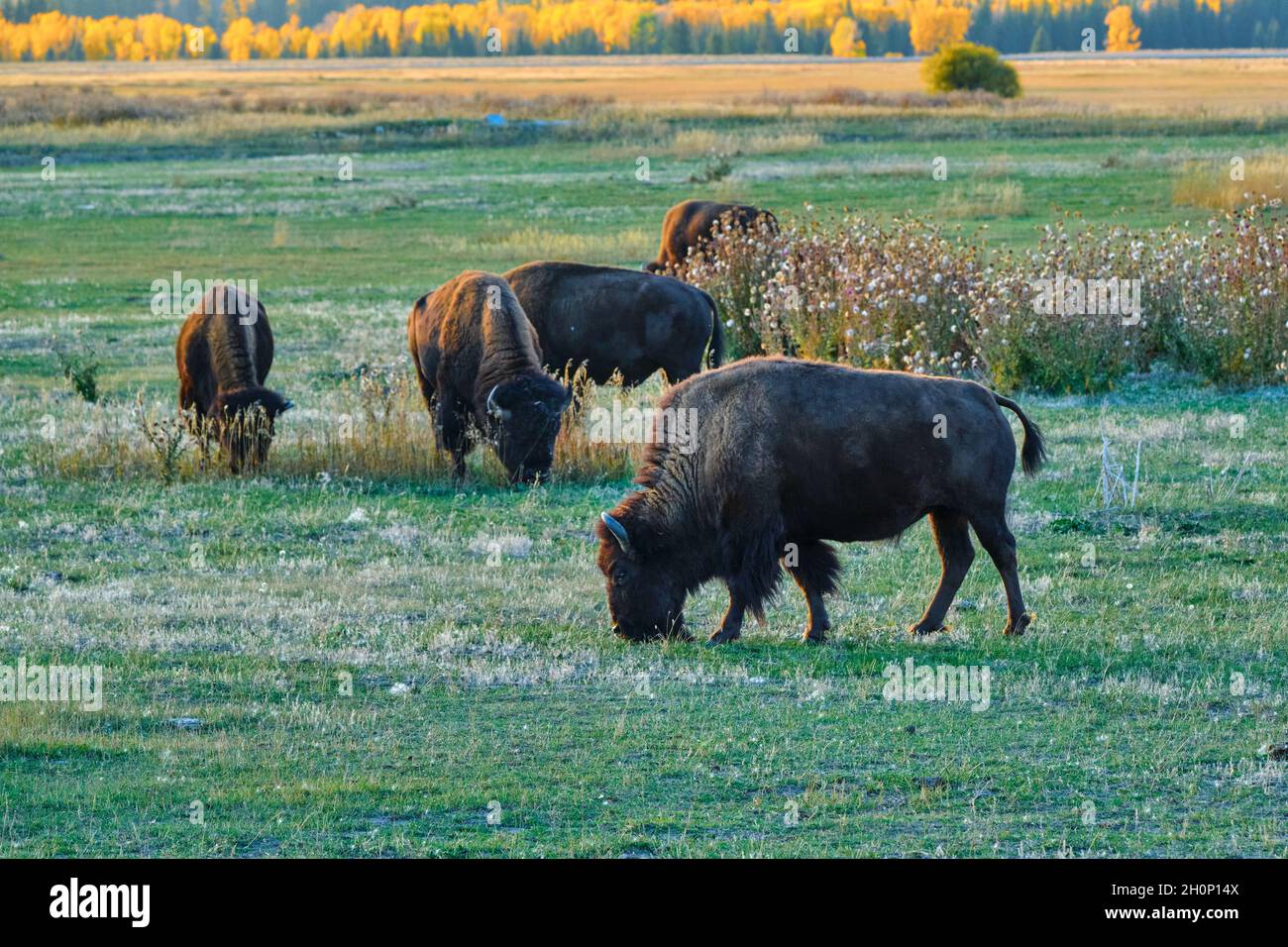 American Bison grazing at sunset in Grand Teton National Park Stock ...