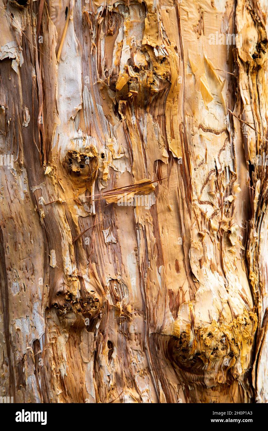 Paperbark trees at Agnes Water, Queensland. Stock Photo