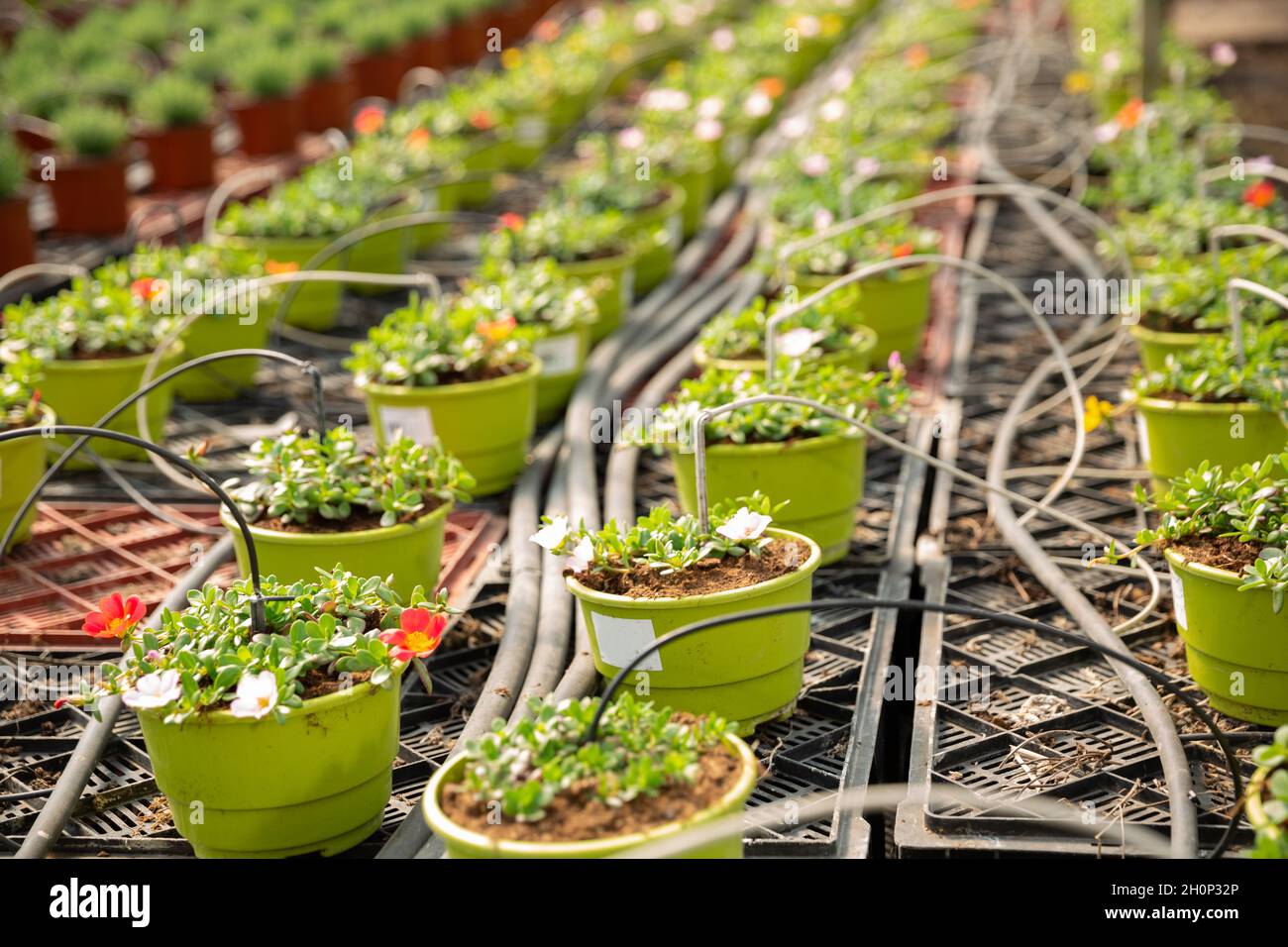 Pots with flowering portulaca in greenhouse Stock Photo