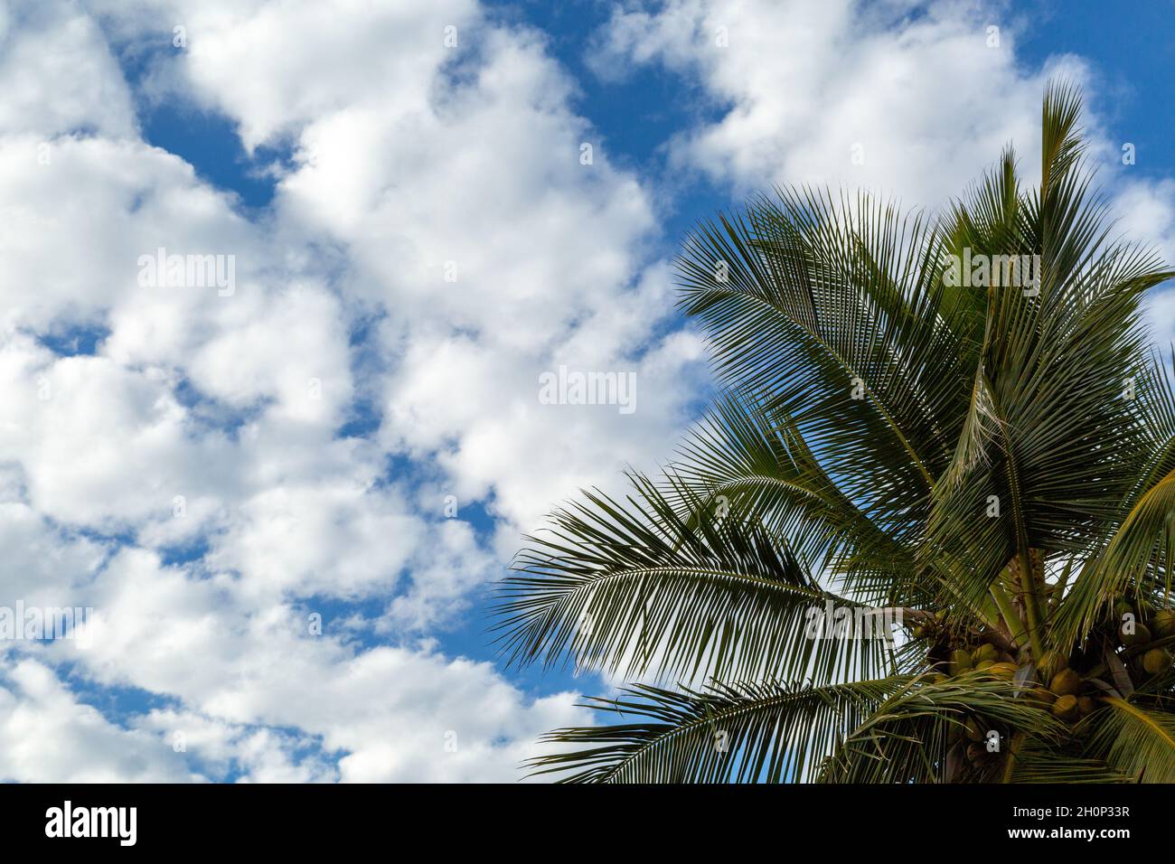 Looking up at a coconut palm tree. Stock Photo