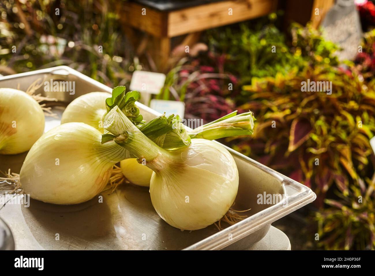 Onions for sale at a roadside market in Amish County, Lancaster County, Pennsylvania, USA Stock Photo