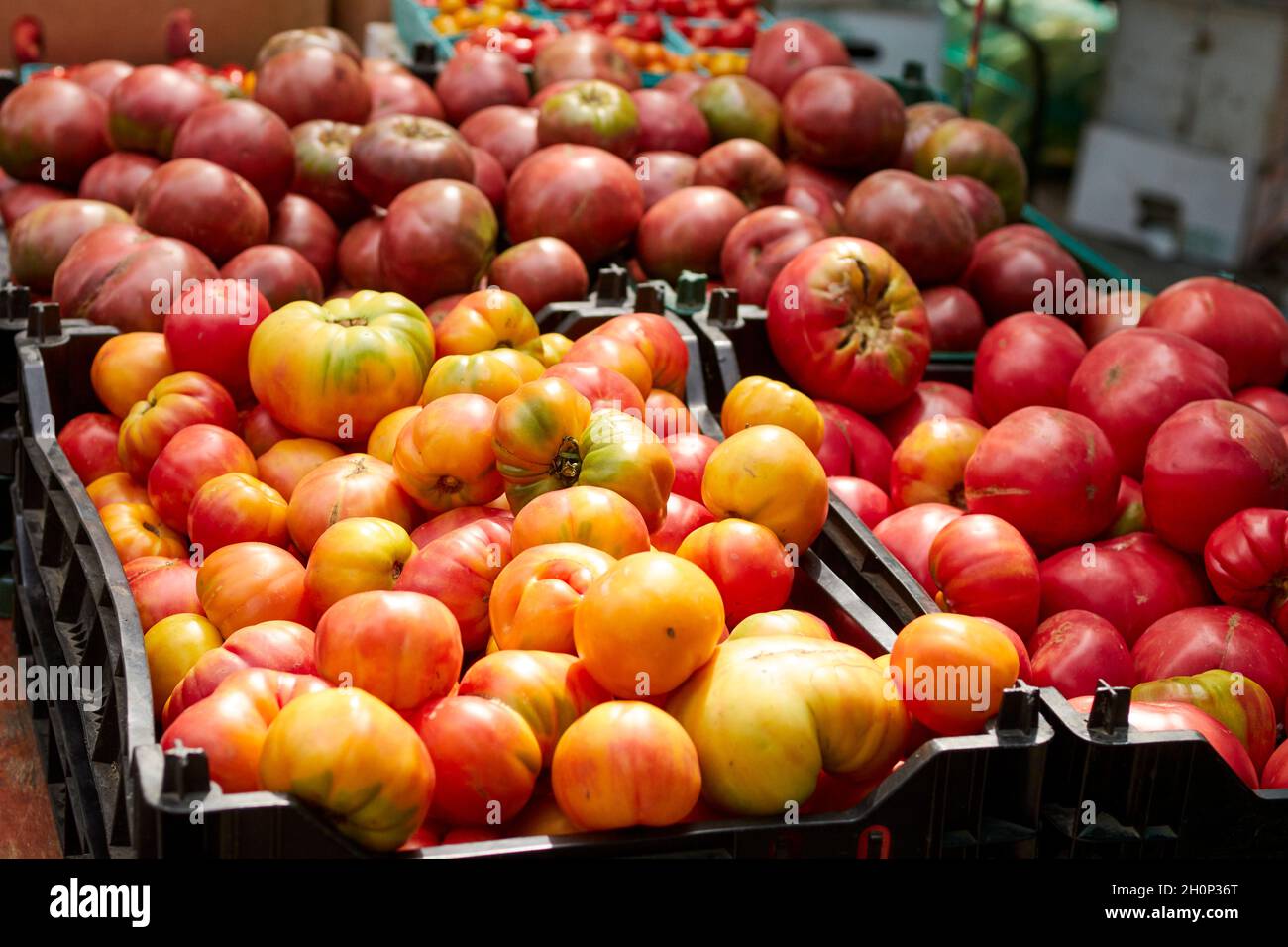 Tomatoes for sale at the Greenmarket in Sunnyside, Queens, New York. Stock Photo