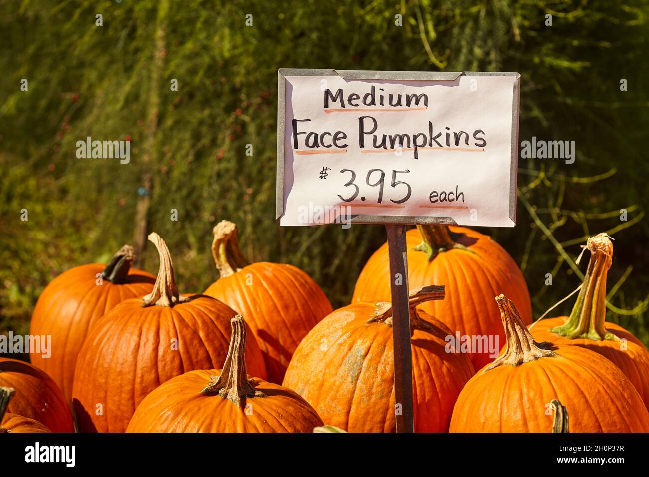 Face Pumpkins, sometimes called squash or marrow, on sale at a roadside market in Amish Country, Lancaster County, Pennsylvania, USA Stock Photo