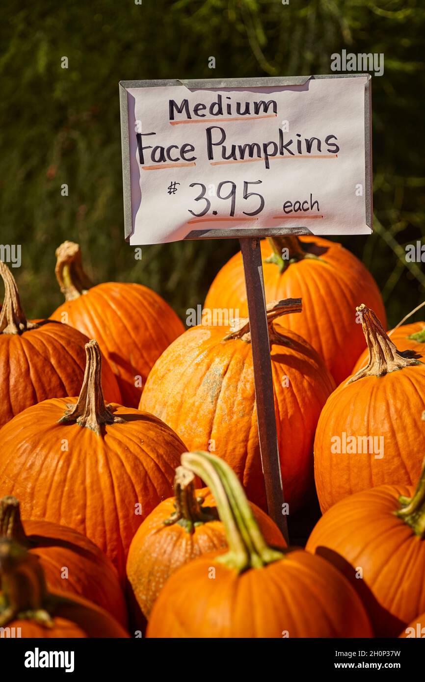 Face Pumpkins, sometimes called squash or marrow, on sale at a roadside market in Amish Country, Lancaster County, Pennsylvania, USA Stock Photo