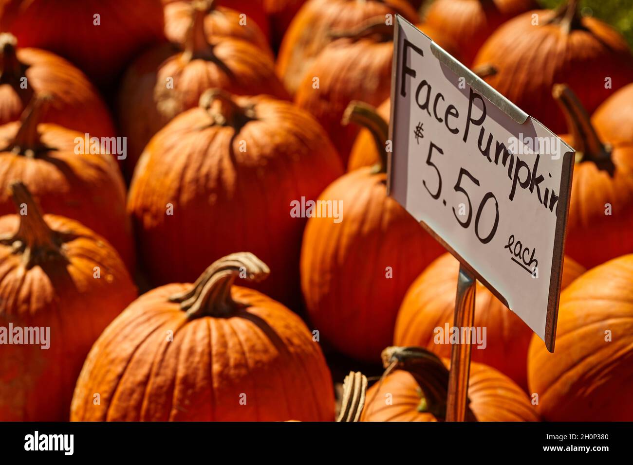Face Pumpkins, sometimes called squash or marrow, on sale at a roadside market in Amish Country, Lancaster County, Pennsylvania, USA Stock Photo