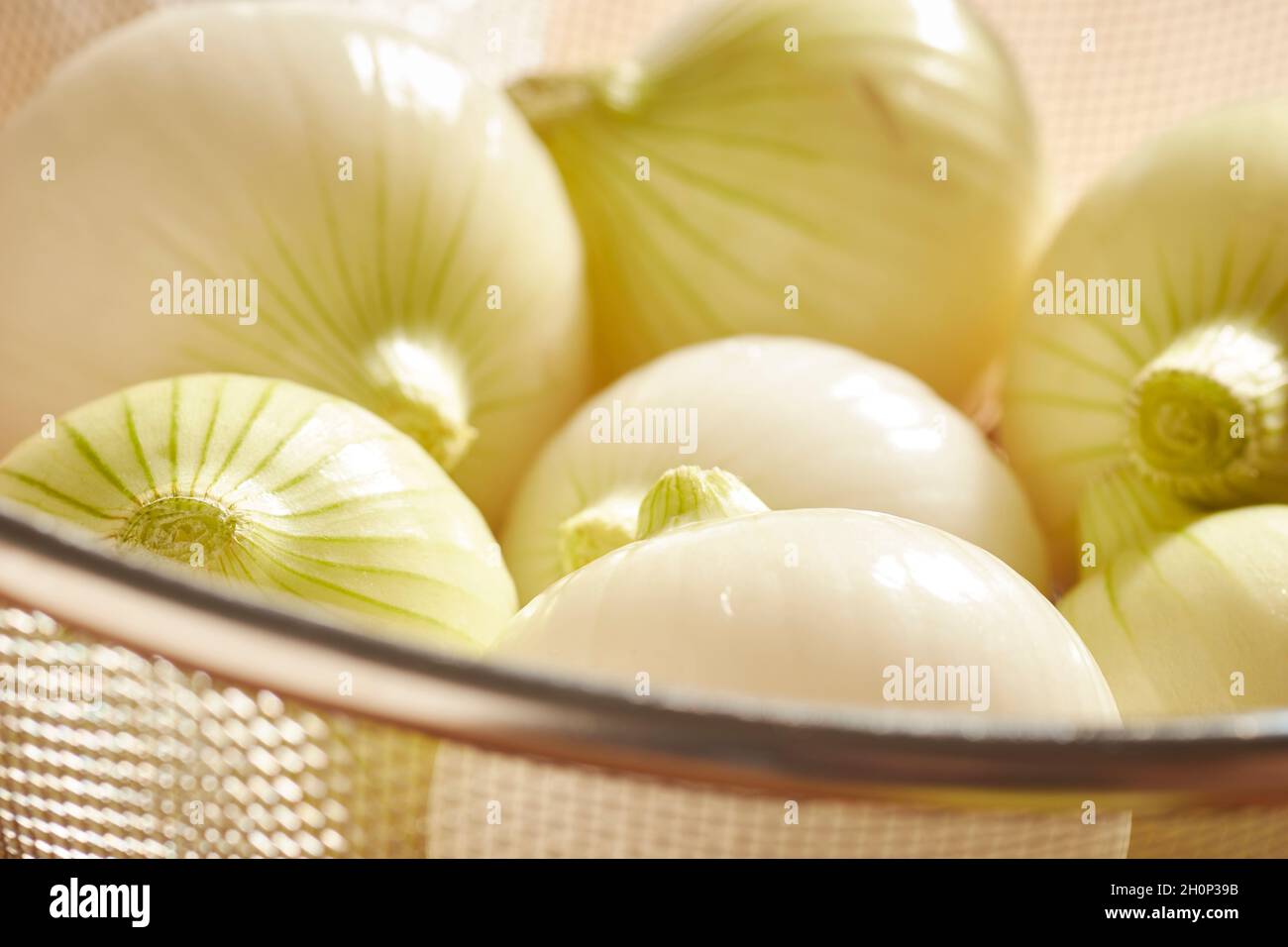 Candy Onions, a popular variety in Lancaster County, Pennsylvania, USA