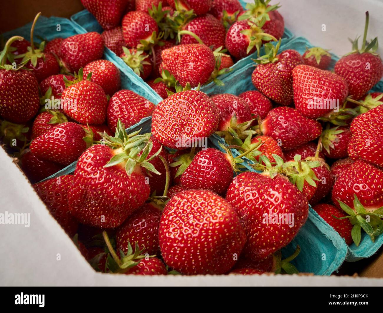 fresh, ripe strawberries for sale at the Lebanon Produce Auction in