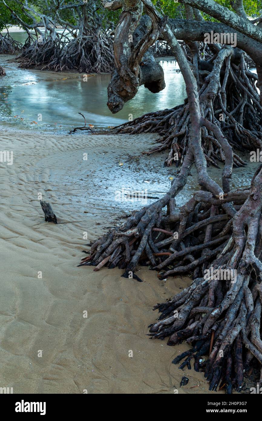Mangrove roots and tidal flats exposed by low tide. Stock Photo