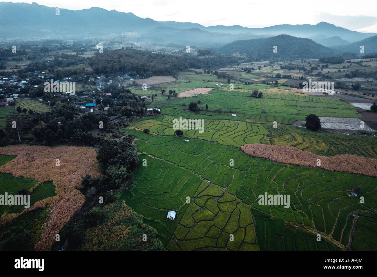 Green rice fields in the rainy season In the countryside Stock Photo ...