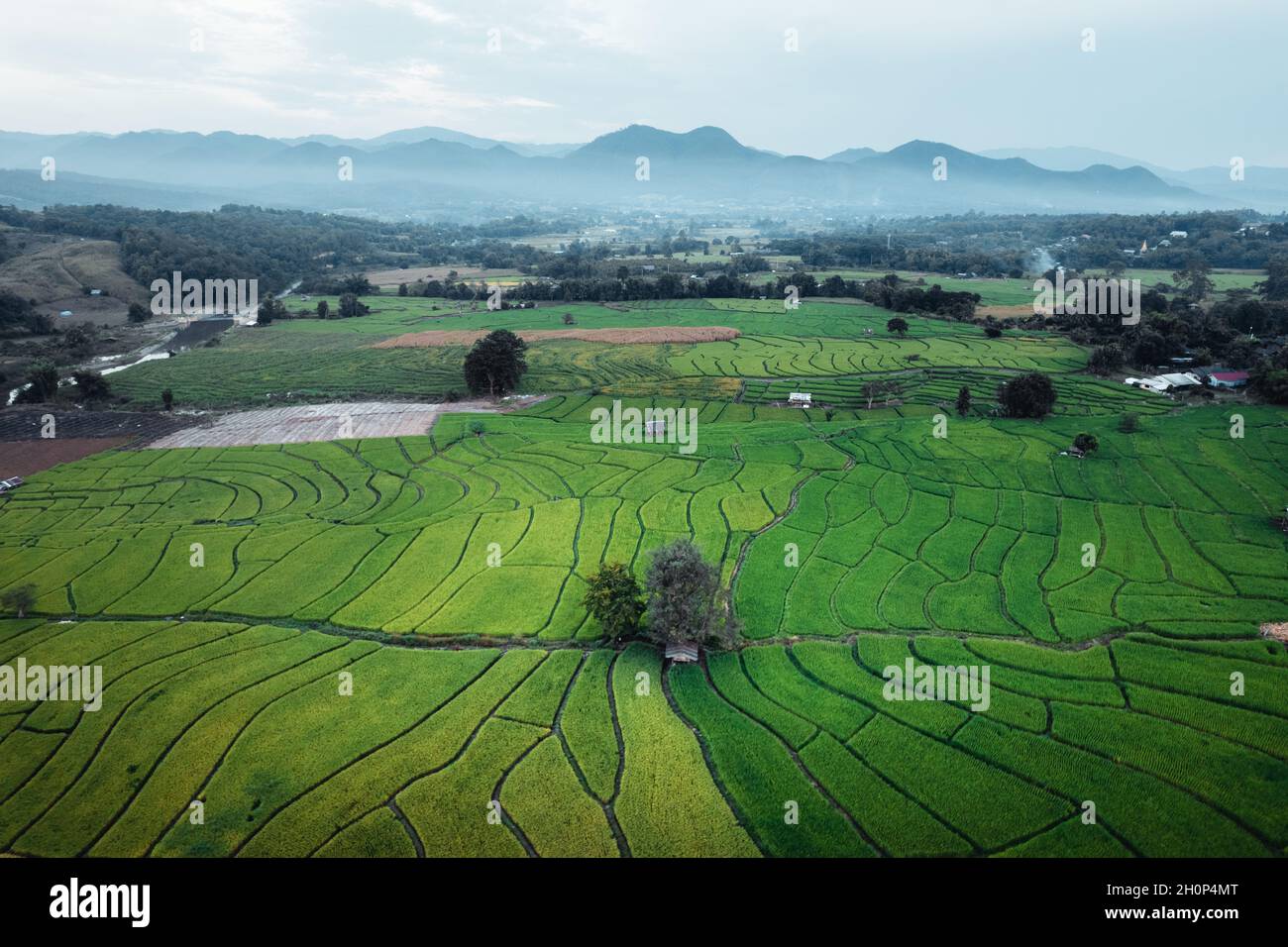 Green rice fields in the rainy season In the countryside Stock Photo ...