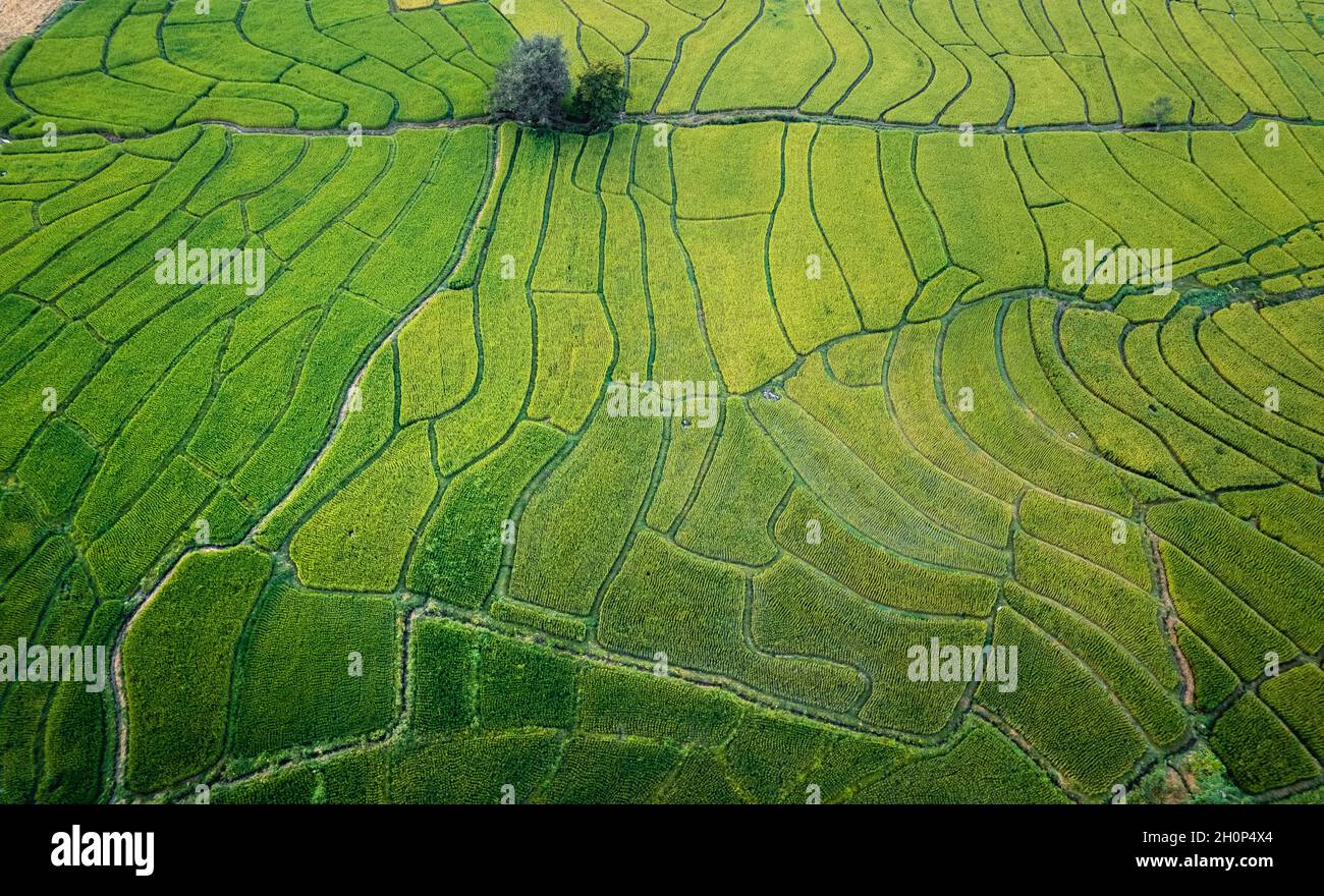 Green rice fields in the rainy season In the countryside Stock Photo ...