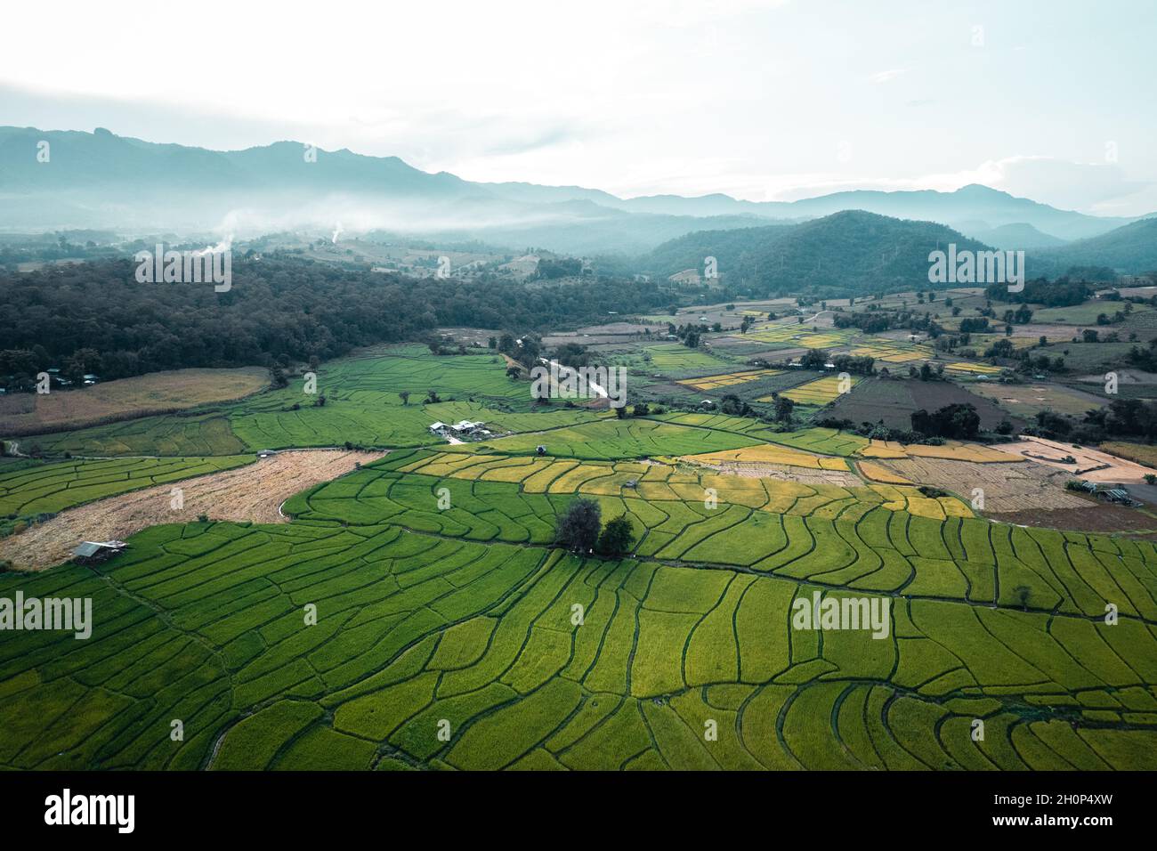Green rice fields in the rainy season In the countryside Stock Photo ...