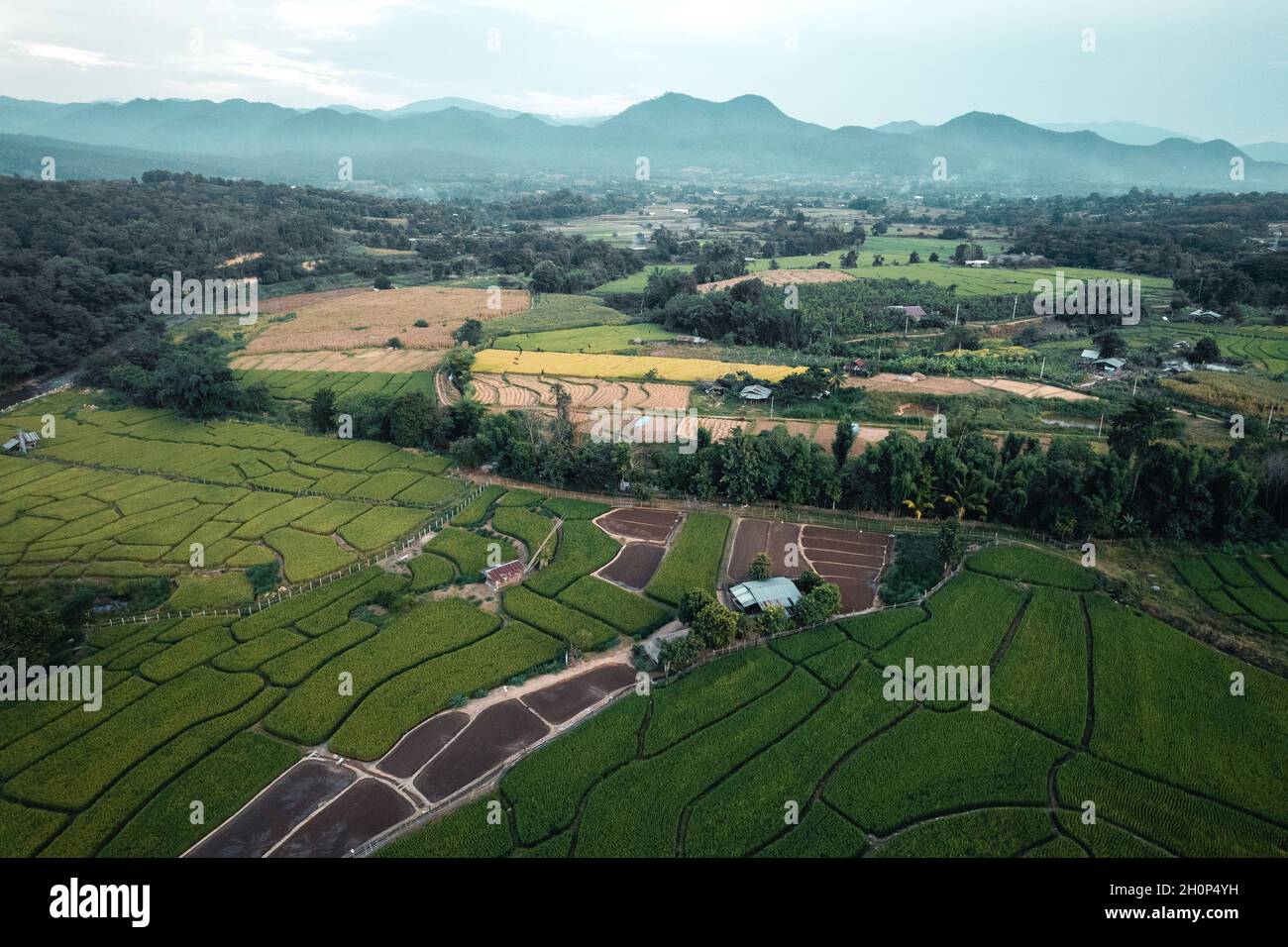 Green rice fields in the rainy season In the countryside Stock Photo ...