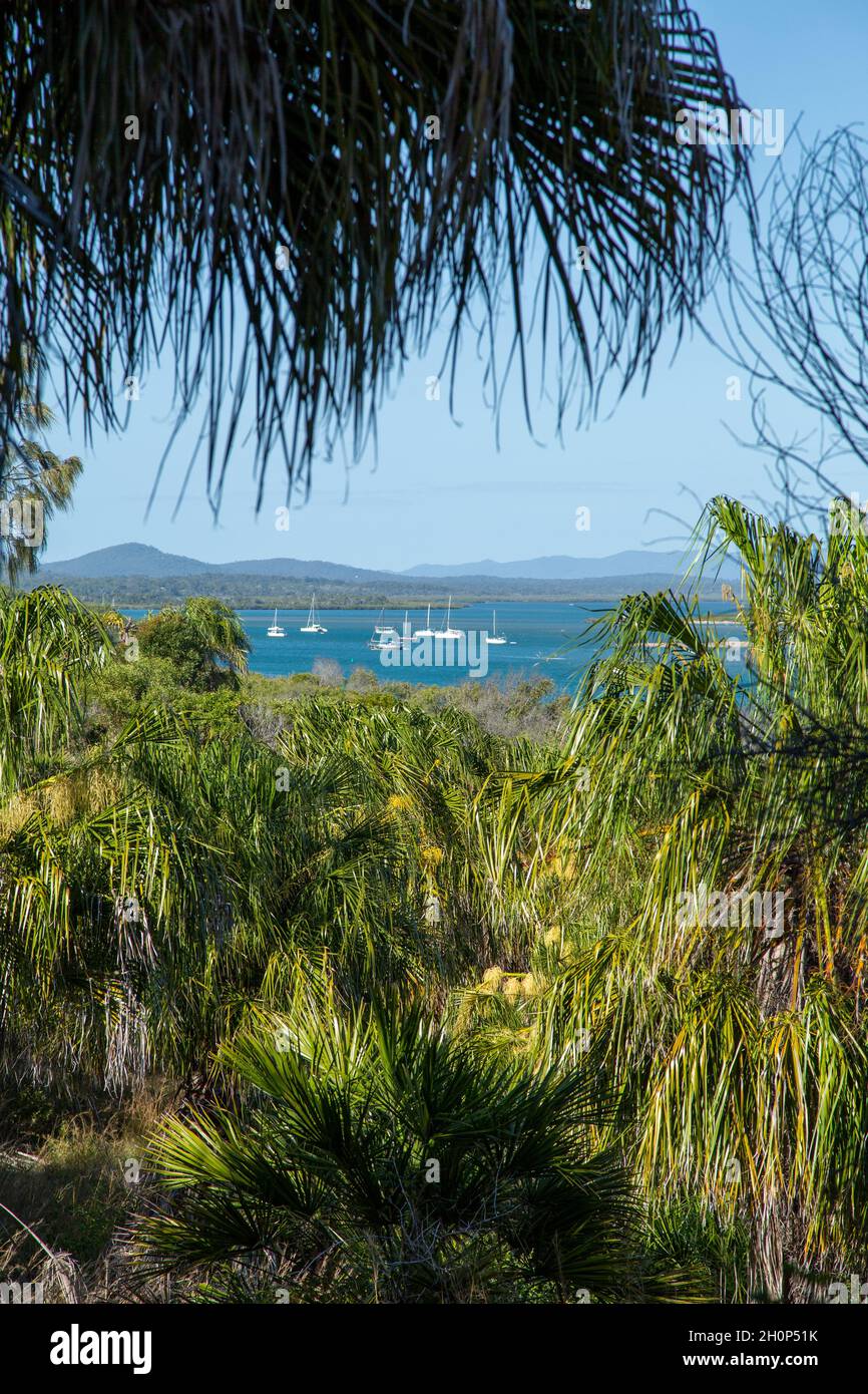 Palm fronds shroud the view of Round Hill Creek, Seventeen Seventy, Queensland. Stock Photo