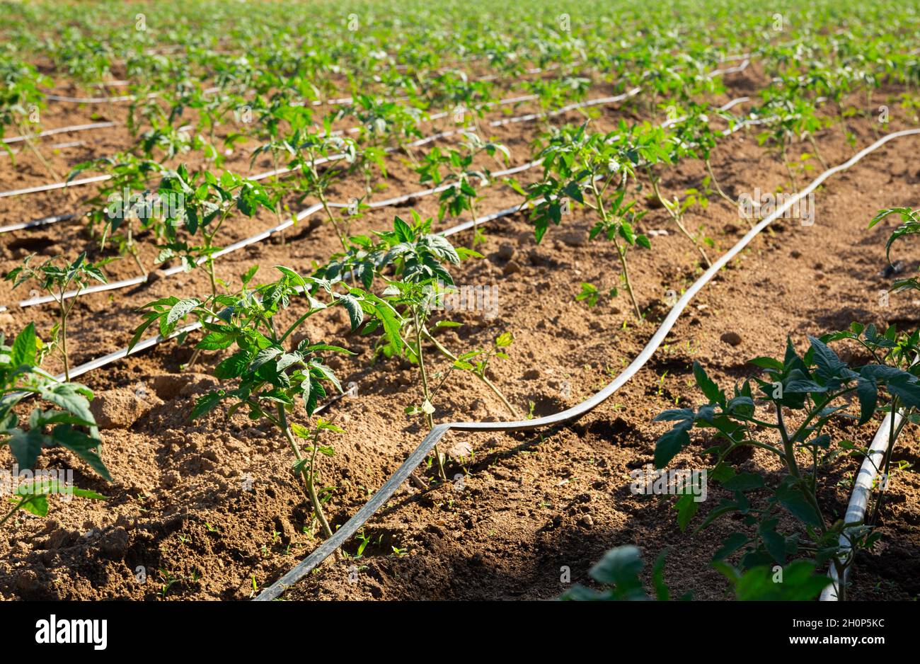 Automatic drip irrigation system for tomato seedlings in a field Stock