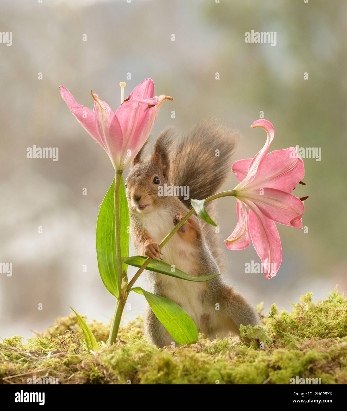 red squirrel is standing between two red Lilium looking at viewer Stock Photo