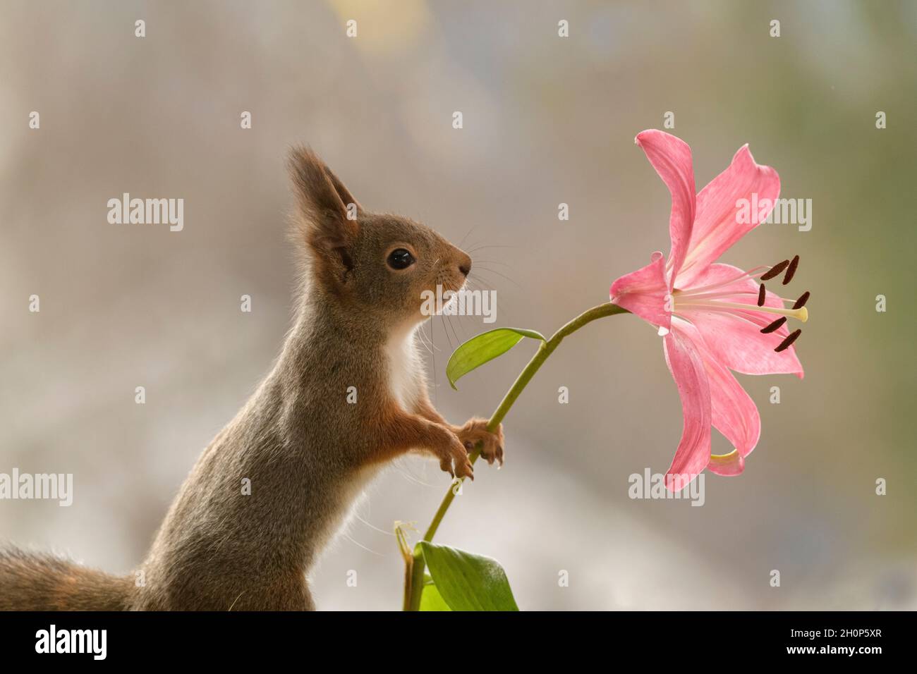 red squirrel is holding a red Lilium Stock Photo