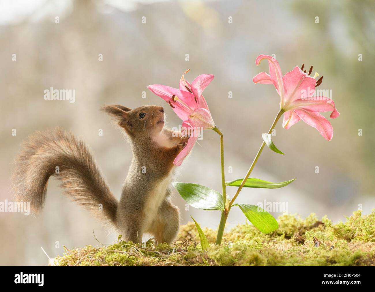 red squirrel is looking and holding a red Lilium Stock Photo