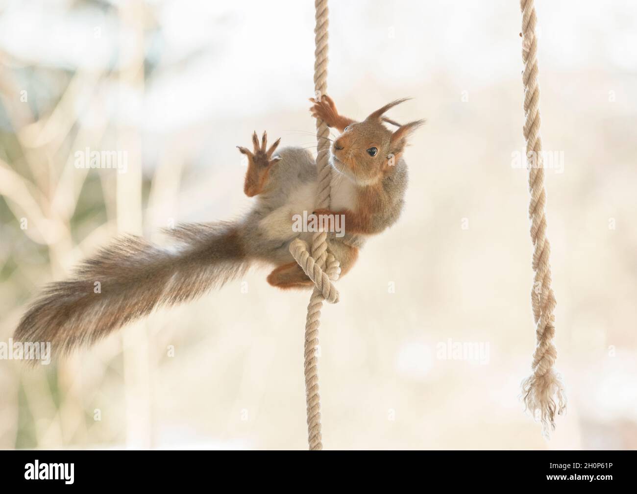 red squirrel is climbing in an rope Stock Photo Alamy