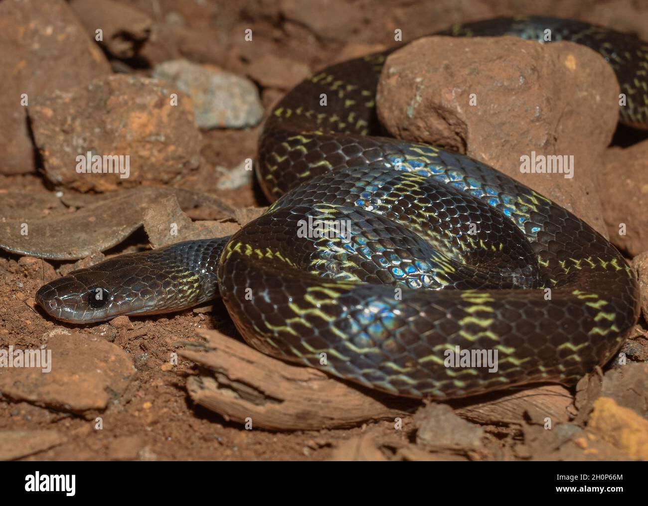 Non vvenomous Travancore wolf snake from Matheran Stock Photo