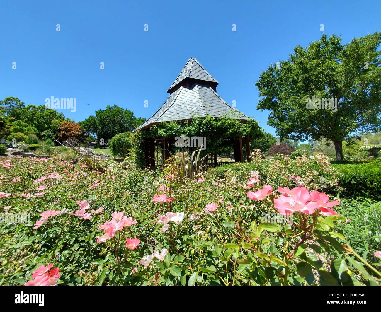 United States. 23rd June, 2021. Gazebo and blooming flowers at Heather  Farms Garden, Walnut Creek, California, June 23, 2021. (Photo by Smith  CollectionSftmGadoSipa USA) Credit: Sipa USAAlamy Live News Stock Photo  -