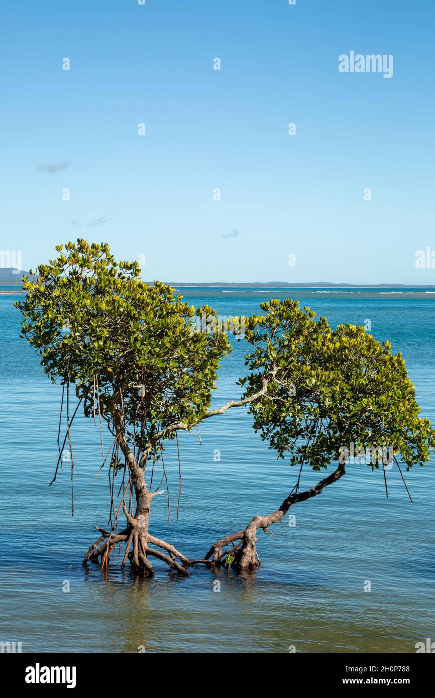 Mangrove trees in a tropical estuary in Queensland, Australia. Stock Photo