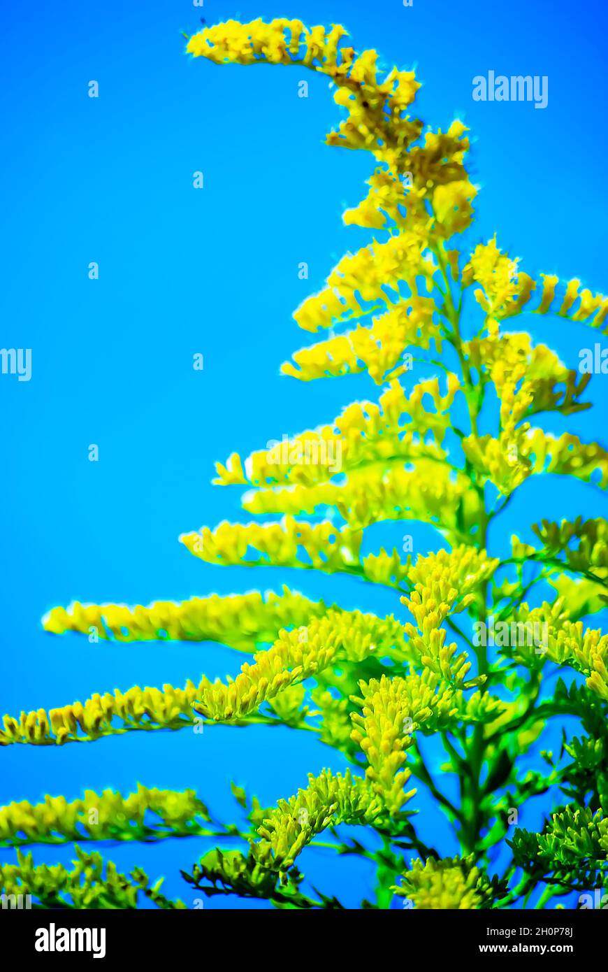 Goldenrod (Solidago) grows wild, Oct. 1, 2010, in Fairhope, Alabama. The native wildflower grows to approximately five feet tall. Stock Photo