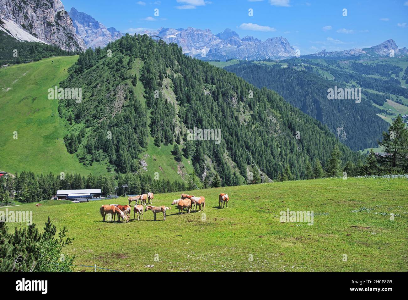 Amazing rocks of Dolomite mountains in Italy - horses grazing in the ...