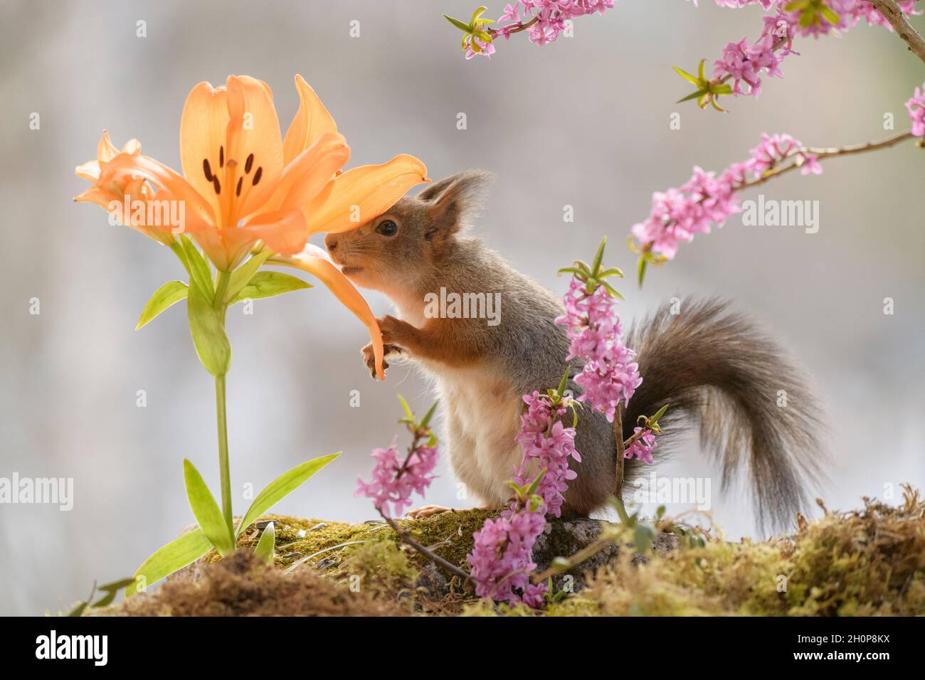 Red squirrel is searching in a orange lily with a Daphne mezereum branch Stock Photo