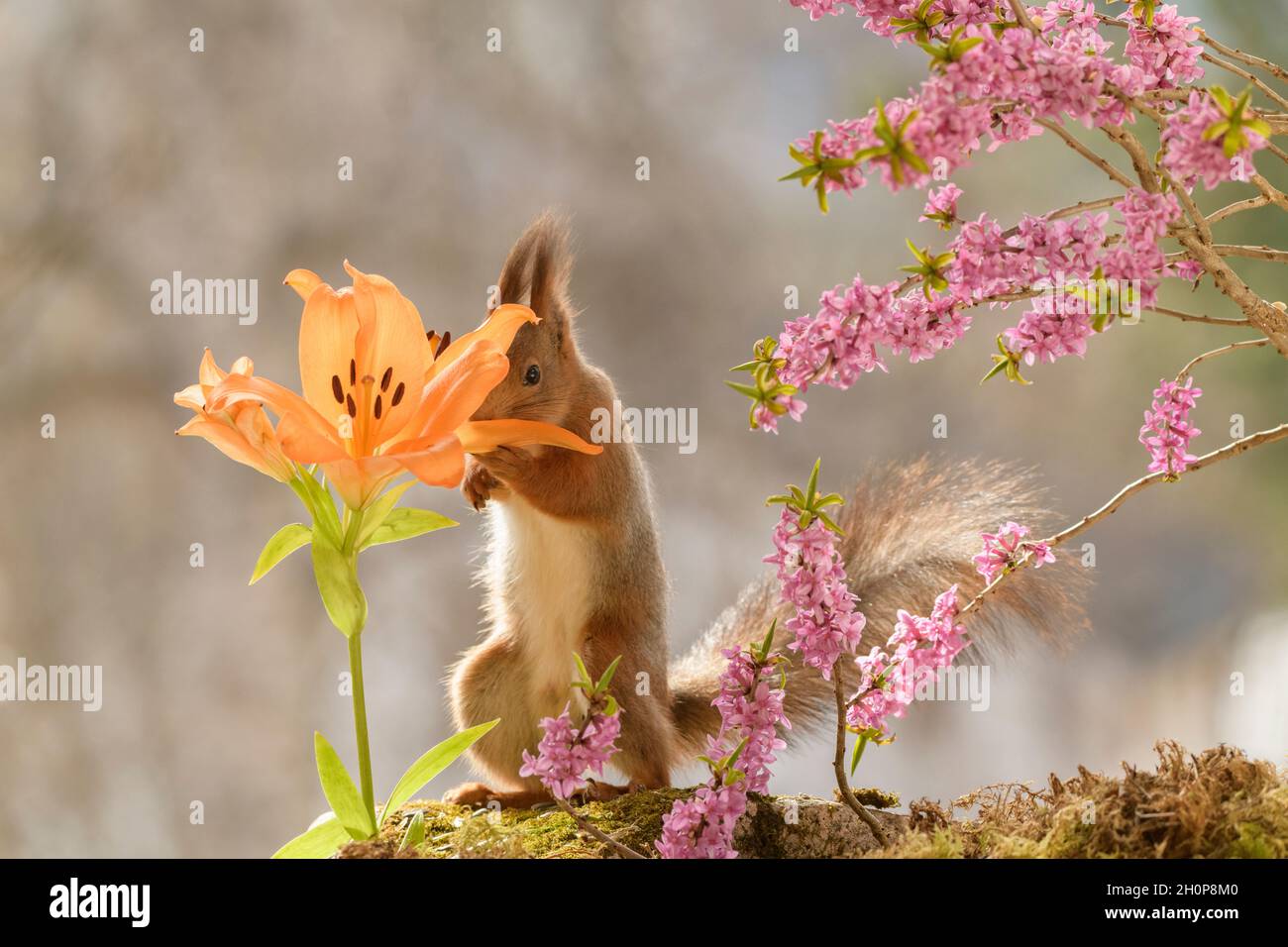 Red squirrel is looking in a orange lily with a Daphne mezereum brench Stock Photo