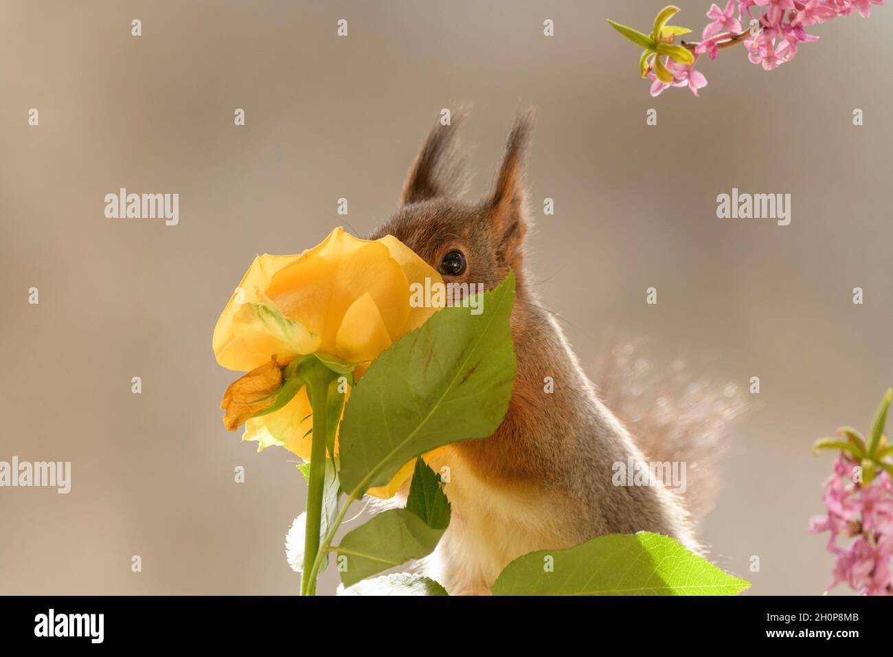 Red squirrel is smelling a orange yellow rose with a Daphne mezereum branch Stock Photo