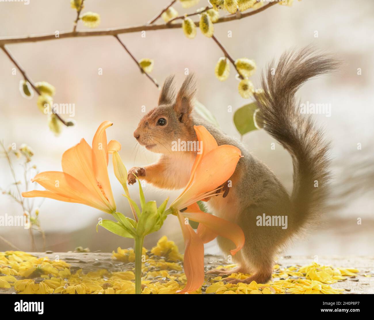 Red squirrel is standing behind orange lilies Stock Photo